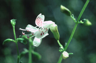 Logo for expedition: WeDigFLPlants' Phenomenal Plants of Highlands County, Florida