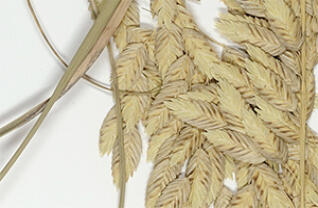 Logo for expedition: WeDigFLPlants' Grasses of Florida I of II