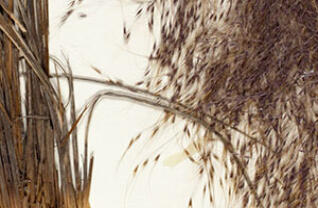 Logo for expedition: WeDigFLPlants' Grasses of Florida II of II