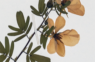 Logo for expedition: WeDigFLPlants' Legumes of Florida