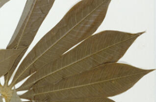 Logo for expedition: WeDigFLPlants' Euphorbs of Florida—Rubber Relatives of the Panhandle