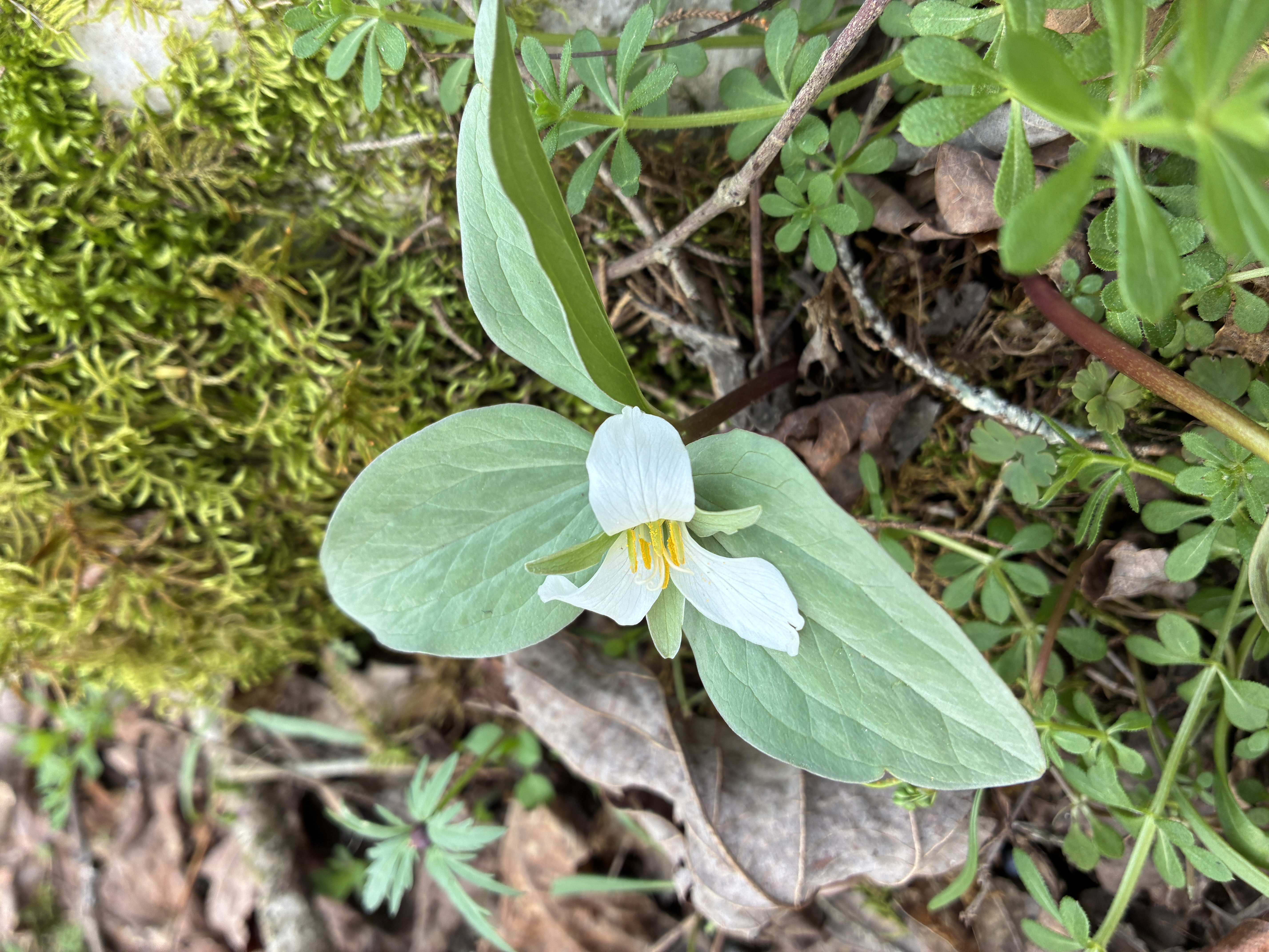 Herbarium Specimens at the University of Kentucky logo